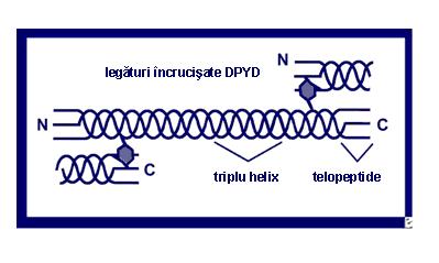 N-telopeptidul urinar (NTX) - Synevo