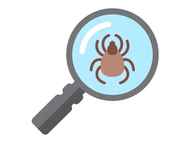 Informații utile despre “Virus herpetic uman (HHV) tip 6: Anticorpi IgG, IgM”