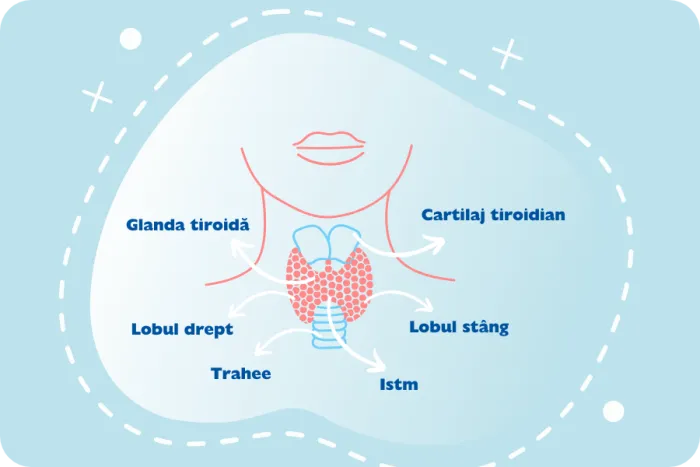 descriere tiroida, lob drept tiroidian, lob stang tiroidian, glanda tiroida