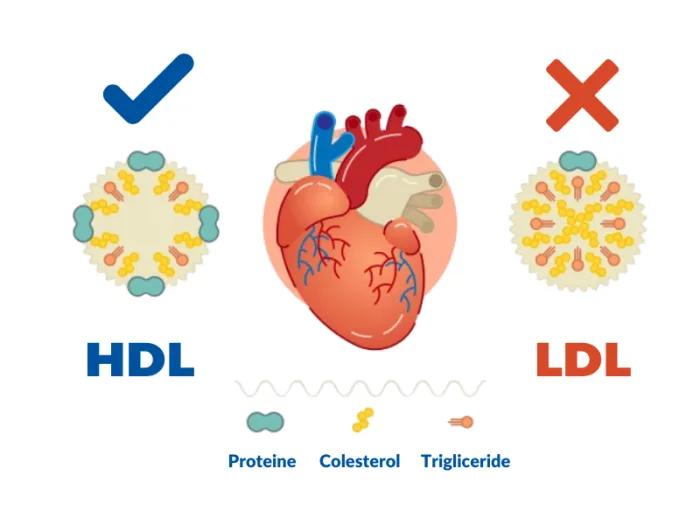 structura colesterol, colesterol HDL, colesterol LDL