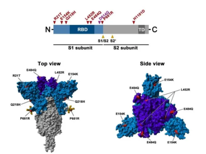 tulpina indiana, tulpina delta, tulpina sars-cov-2